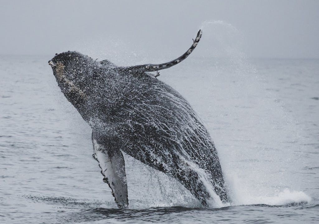 A breathtaking display of a humpback whale breaching off the coast of Monterey Bay.